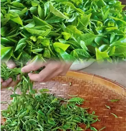 上海春节庙会杀疯了！豫园和古镇到底选哪个？我差点被挤成照片😭