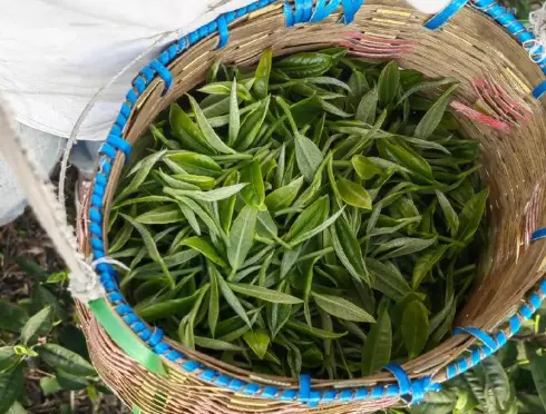 上海奉贤碧海金沙：城市边缘的蓝色奇迹，沙滩与水上项目的狂欢胜地 🌊