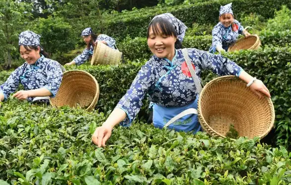 上海交响乐团-博物馆-洋房打卡：梧桐深处藏着百年旋律🎵
