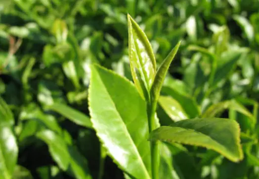 辰山植物园矿坑花园落羽杉几月红？别急，我上周刚踩完点回来